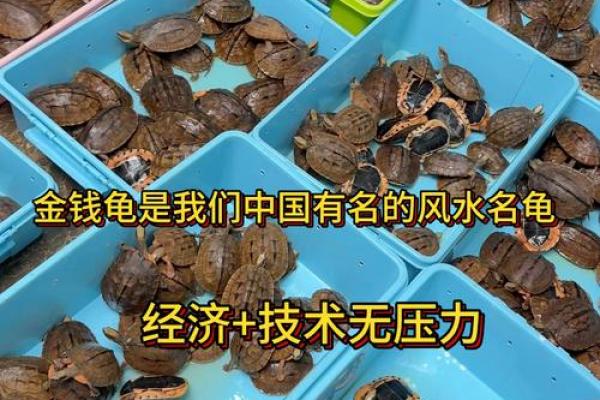 养多少只龟 养龟风水 养几只龟好