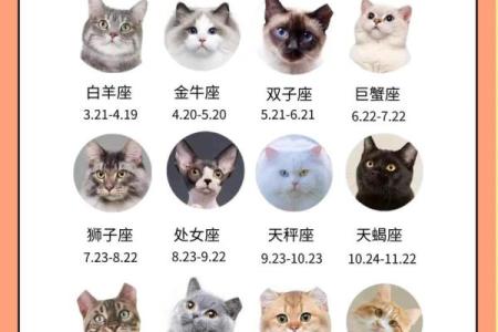 用星座给小猫起名子
