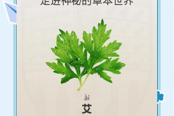 风水解答为什么不应该将艾草作为礼物送给别人