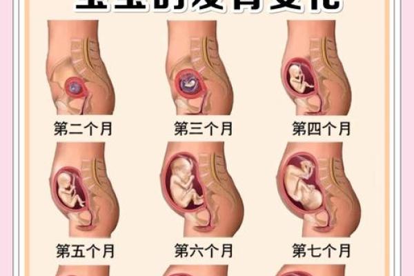 什么八字女命生多胞胎儿子