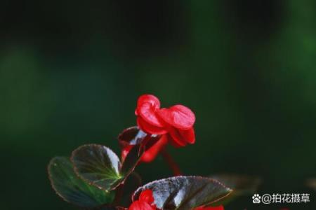 海棠花的风水_龙翅海棠开花寓意