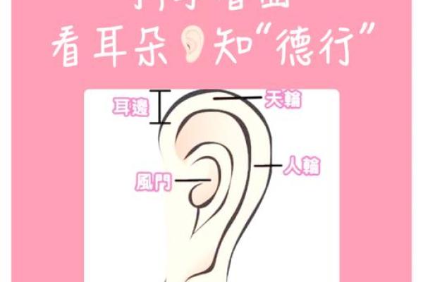 风水面相耳朵垂大的人代表有福气吗 风水面相耳朵垂大的人代表有福气吗