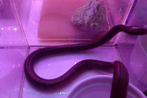 紫薇斗数蛇 紫薇斗数蛇