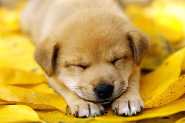 2018年属狗女宝宝如何取名，取什么名字寓意好？-华易网姓名