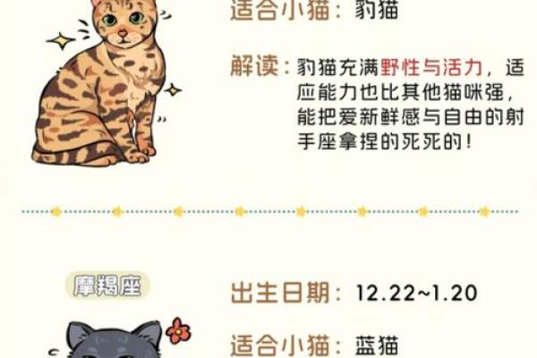 十二星座养什么猫适合