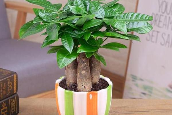 民间看花树算命是违法吗