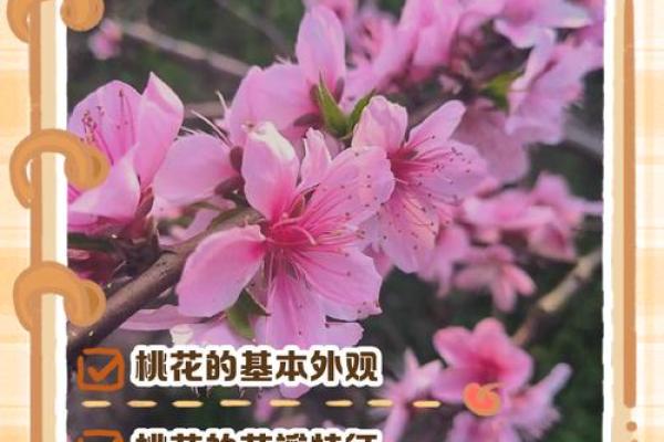 四柱坐桃花_八字命理有桃花的特征 四柱坐桃花_八字命理有桃花的特征