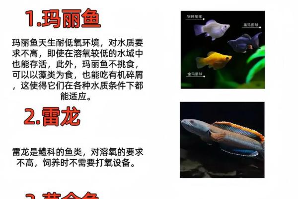 我是做生意的.怎样养风水鱼? 我是做生意的.怎样养风水鱼?