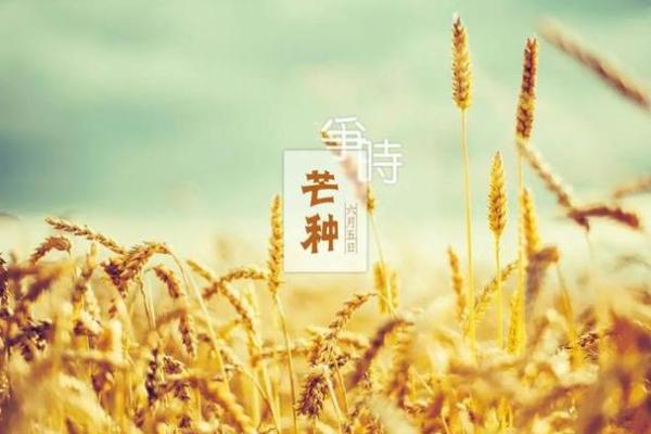 芒种前出生好还是芒种后 2024年芒种出生人的八字 芒种前出生好还是芒种后 2024年芒种出生人的八字