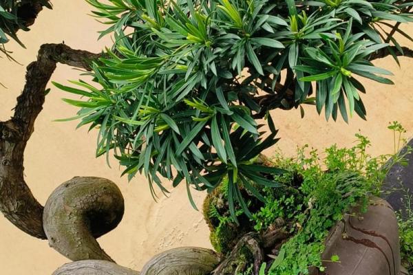 公司风水_办公室摆放迎客松盆景什么位置更佳 公司风水_办公室摆放迎客松盆景什么位置更佳