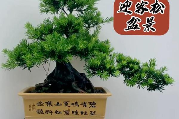 公司风水_办公室摆放迎客松盆景什么位置更佳 公司风水_办公室摆放迎客松盆景什么位置更佳