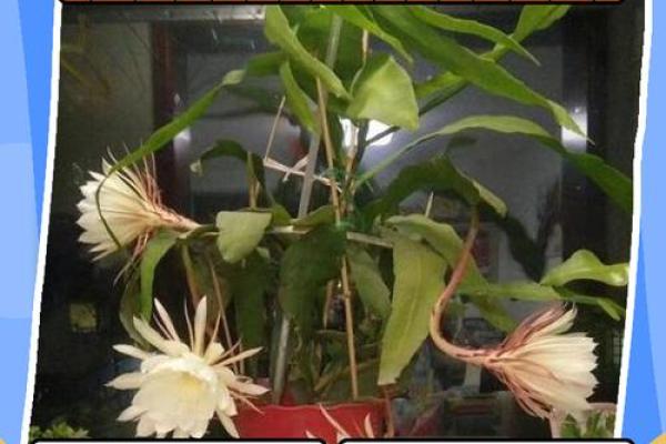 假花影响风水真的吗有哪些说法