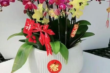 厨房招财风水也很重要 放这几种花能够招财改运