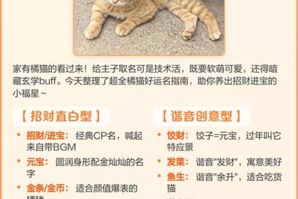 风水猫不请自来兆头寓意什么