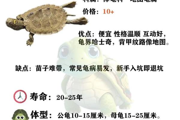 什么星座不适合养乌龟呢