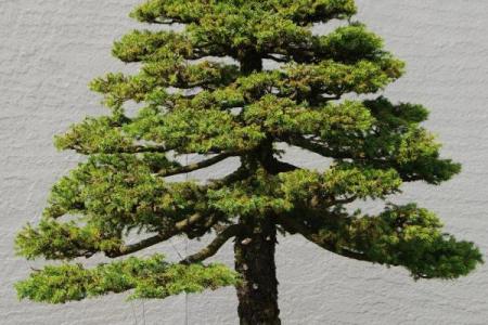 最旺宅的风水树罗汉松图片