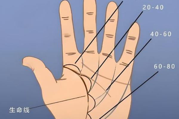 手相“影响线”算命图解