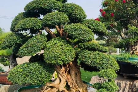 庭院风水树有哪些 庭院种什么树风水好